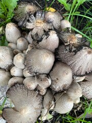 large vertical photo. autumn time. gray toadstools close-up. poisonous dangerous mushrooms on a tree trunk. eco. bio. September.