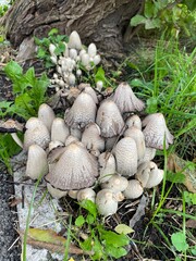 large vertical photo. autumn time. inedible mushrooms on the tree. a group of toadstools. beautiful porcini mushrooms in the middle of the foliage. eco. bio.