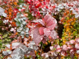 large horizontal photo. beautiful autumn. rainy day. raindrops on red leaves close-up.