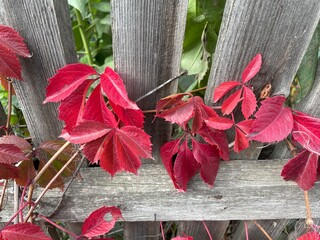large horisontal photo. red leaves of wild grapes. autumn time. bright autumn colors. nature. eco.