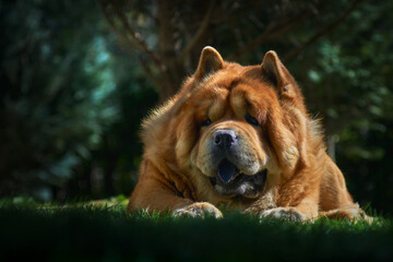 Chow dog in the grass