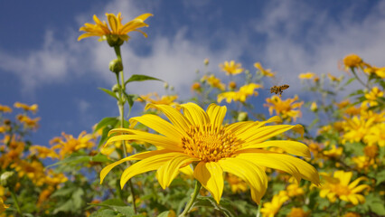 Close up bee picking pollen on Bua Tong flower in the garden against a backdrop of bright blue sky. Beautiful yellow flowers with insect. Honey bee flying. bumble bee with blooming.