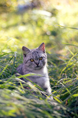 A young gray cat in the grass. A gray tabby kitten with yellow eyes sits in the grass on a sunny...