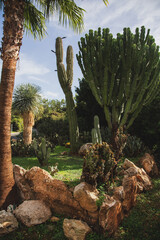 Obraz na płótnie Canvas Cacti in a zoo in Cyprus 
