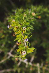 Autumn flowering bush, Cyprus
