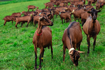 Naklejka na ściany i meble Herd of brown goats on a mountain meadow.