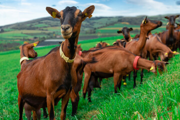 Herd of brown goats on a mountain meadow.