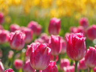 チューリップ　プレルジューム