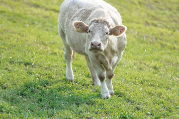 Funny white cow in the pasture on a sunny summer day.