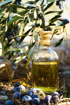 Olive oil with olive tree branch background. Natural oil for food or cosmetics from natural ingredients. Healthy food, cosmetics concept.