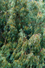 Eucalyptus tree leaves background. Eucalyptus tree crown with branches with fresh foliage in a natural park. Cosmetics, beauty, aroma oils, ingredient concept.