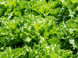 Green Lettuce Leaves Background