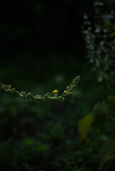 Yellow flowers in the garden
