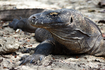 Komodo Dragon, largest lizard in the world, portrait head, Indonesia Island, Rinca, wildlife close up in Indonesia