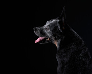 Australian Cattle Dog in the studio on a black background. dog on dark