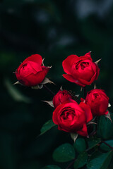 Delicate red roses blooming in the garden