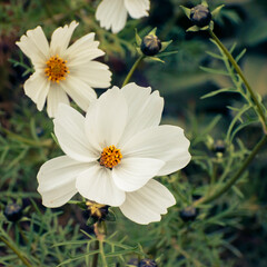 White garden cosmos flower blooming in the garden