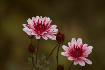 Close up of pink chrysanthemum flowers