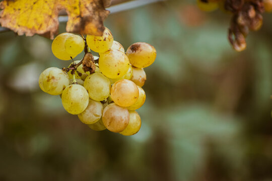 Organically grown white grapes hanging from vine