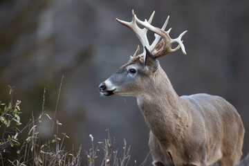 Buck whitetail deer looking to the side.