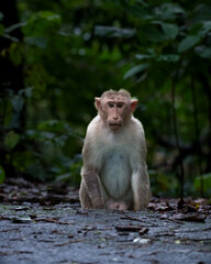 Bonnet macaque sitting on the side of the road