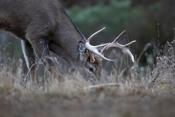 Buck whitetail deer eating on the ground. - Powered by Adobe