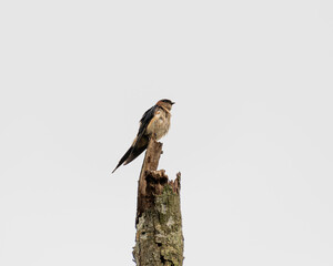 Red-rumped swallow perched on a tree stump