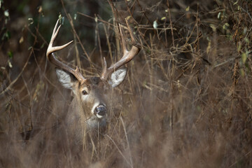 Buck whitetail deer in thick brush.