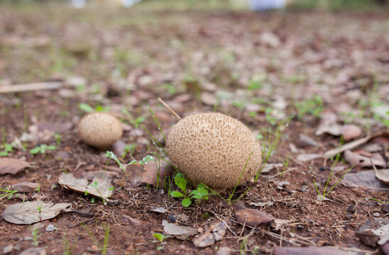 Puffball mushrooms or lycoperdon
