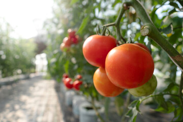 Red Tomato in greenhouse for nature background.