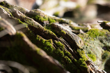 Tree background texture theme 