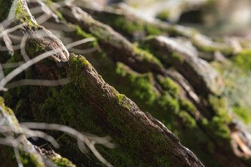 Tree background texture theme 