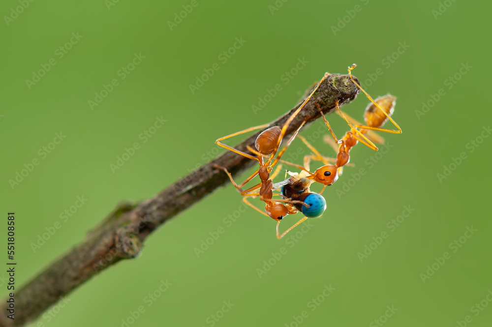 Wall mural Red Ant prey on leaf