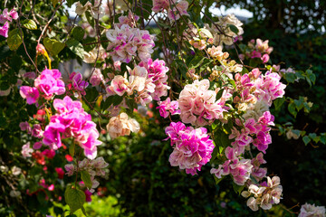 Close-up of beautiful blooming Bougainvillea bougainvillea flowers in the garden
