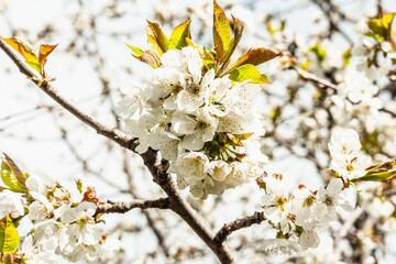 Blooming cherry tree in the garden. Spring seasonal of growing plants. Gardening concept