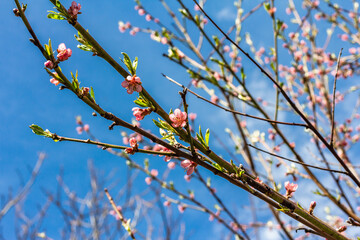 Blooming peach tree in the garden. Spring seasonal of growing plants. Gardening concept background