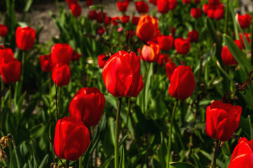 Blooming red tulips in the garden. Spring seasonal of growing plants. Gardening concept background