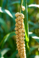 Close-up of ears of yellow millet growing in the farm