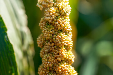 Close-up of ears of yellow millet growing in the farm