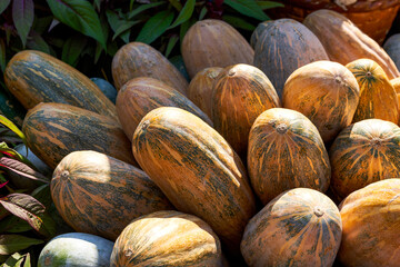 Garden landscape piled up with pumpkins and various melons and fruits in the Harvest Festival