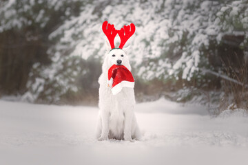 White dog with christmas hat