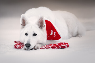 White dog with christmas decoration
