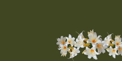 white flowers on a green background