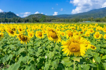 Sunflower field