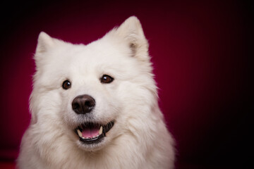 A happy dog smiles on an isolated burgundy background. Samoyed.