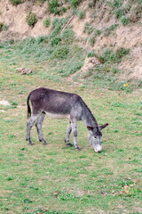Burro gris pastando la verde hierba libremente por la montaña de Cataluña con su suave pelaje y sus largas orejas.