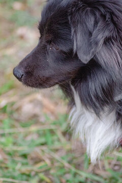 Cachorro negro observando todo lo que le rodea en medio de la montaña de Cataluña con su suave pelo y su brillante hocico.