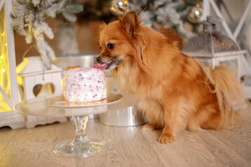 
New Year's cake for dogs