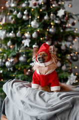 cheerful pomeranian spitz for new year under garlands