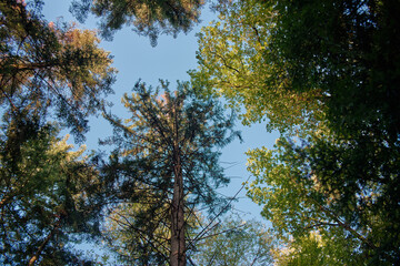 Obraz premium Tag im Wald